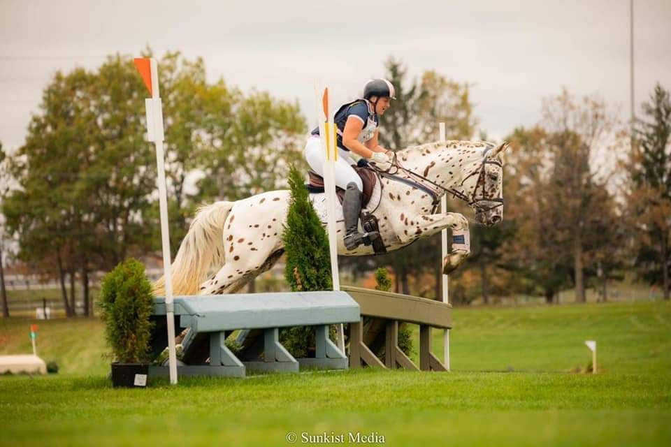 Knabstrupper Stallions At Stud